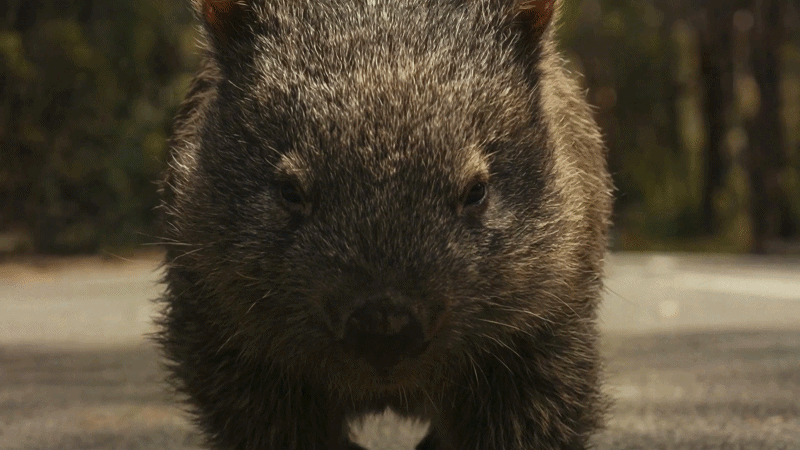 Ride Like Everything's Out To Get You - Wombat